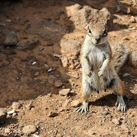 Paraiso, El Sultan, Corralejo, Fuerteventura Vakantiehuis *