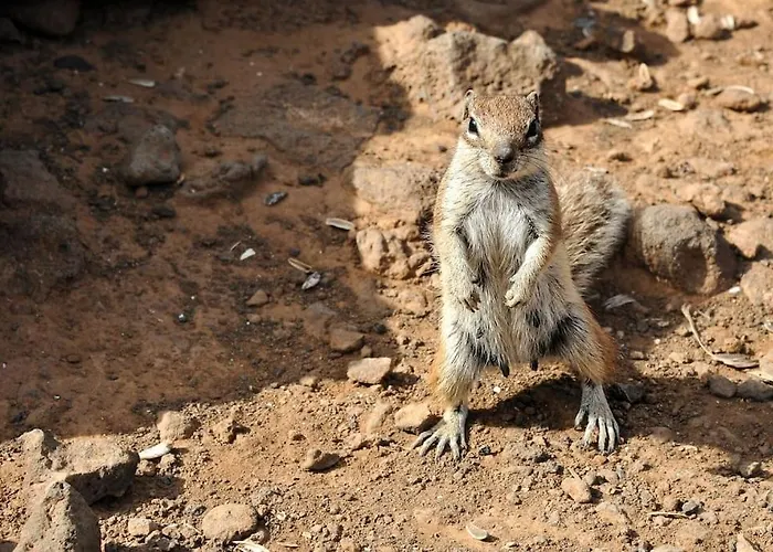 Paraiso, El Sultan, Corralejo, Fuerteventura Semesterbostad *
